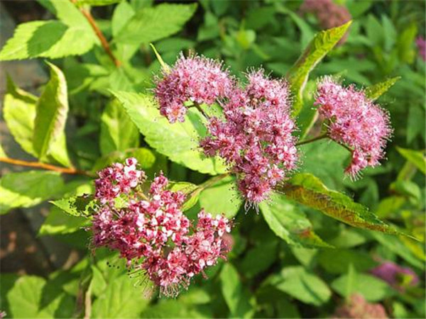 粉花繡線(xiàn)菊?qǐng)D片