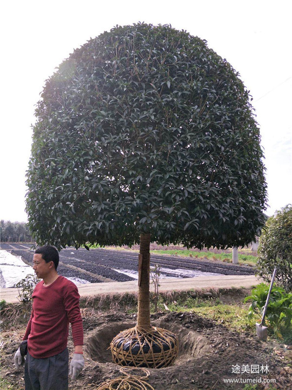 桂花圖片