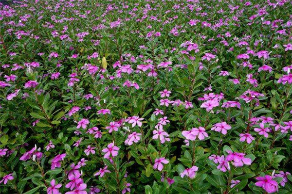 8月份播種10月份開花的草花有哪些？