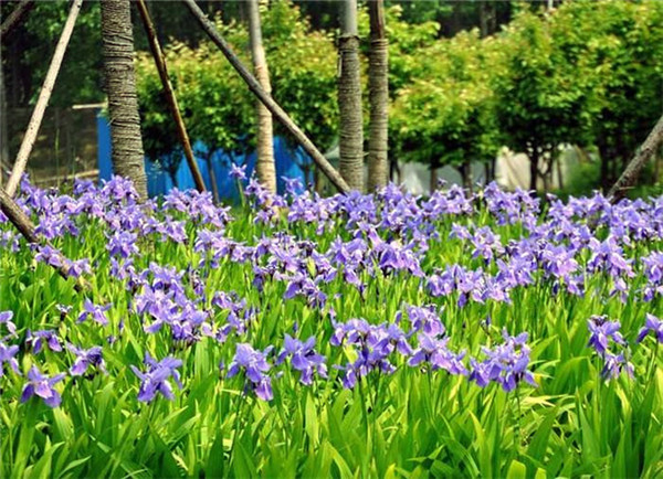 德國(guó)鳶尾基地實(shí)拍圖片