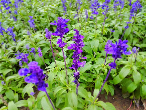 蘭花鼠尾草圖片