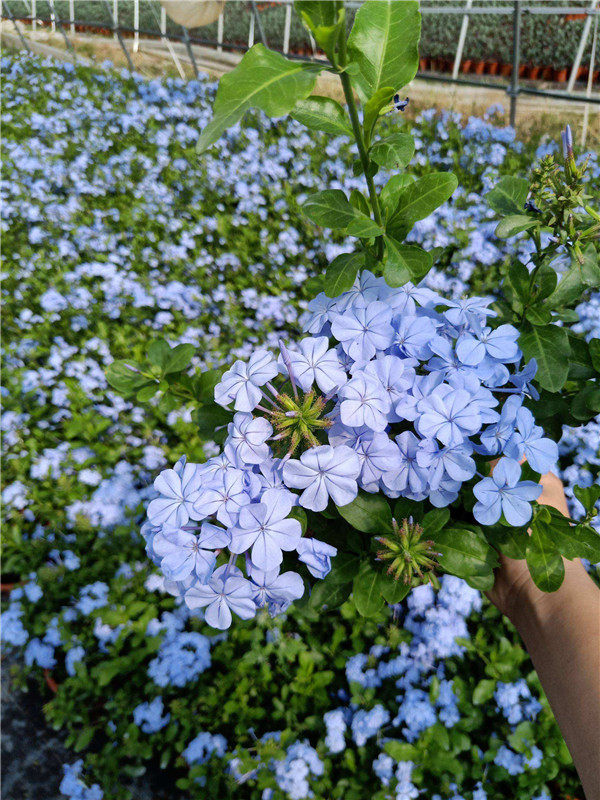 藍(lán)雪花圖片