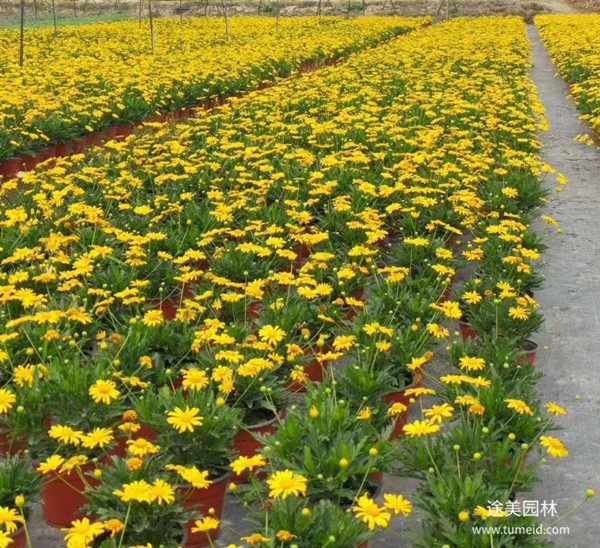 木春菊圖片