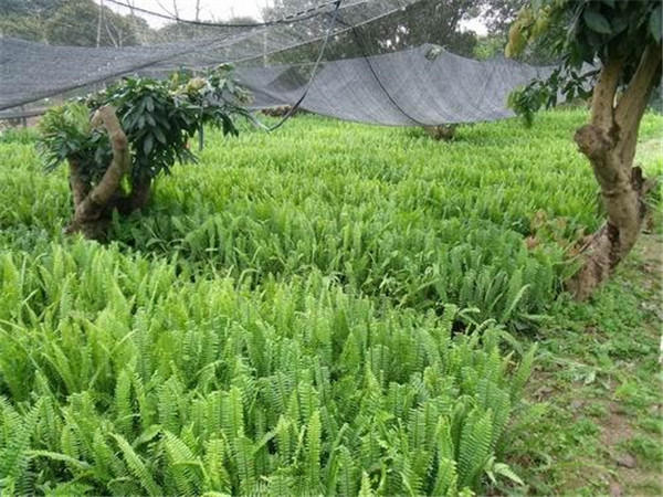 腎蕨基地實(shí)拍圖片