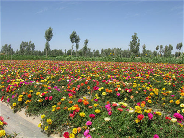 太陽(yáng)花圖片（又名大花馬齒莧）