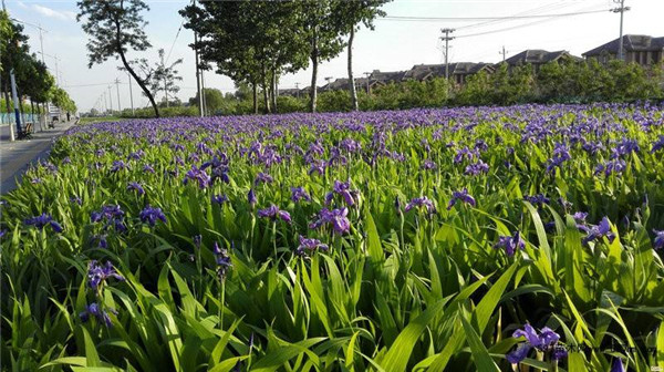 鳶尾基地實(shí)拍鳶尾圖片