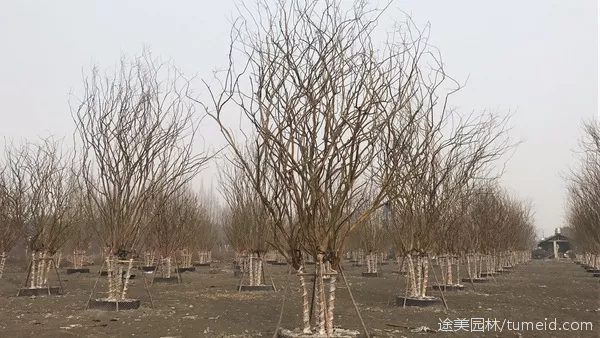 叢生紫薇基地實拍圖