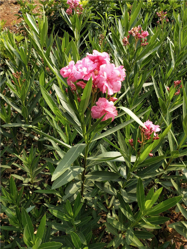 紅花夾竹桃基地實(shí)拍圖片