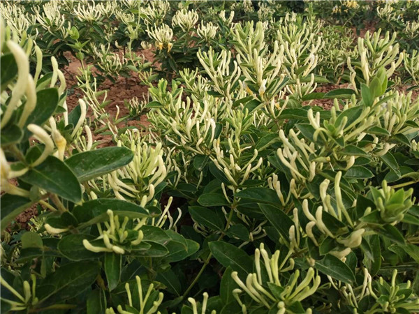 金銀花開(kāi)花圖片