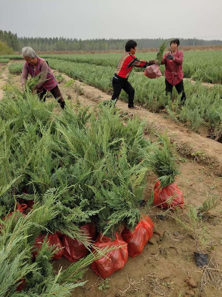 12月份能栽植鋪地柏嗎？