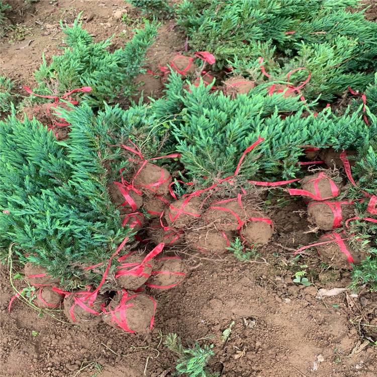 12月份能栽植鋪地柏嗎？