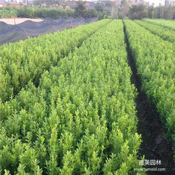 重慶小葉黃楊基地實拍圖