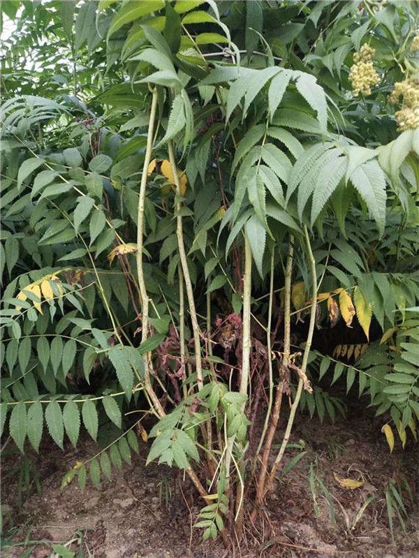 珍珠梅基地實(shí)拍圖