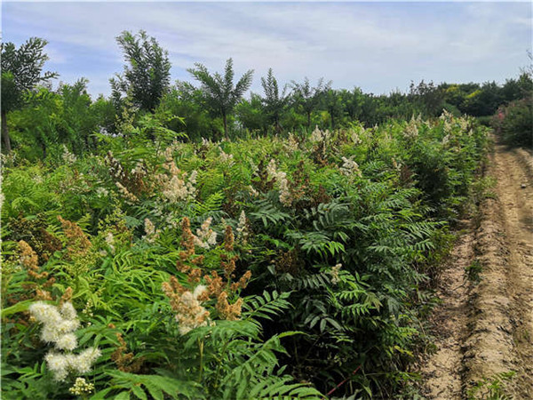 珍珠梅基地實(shí)拍圖