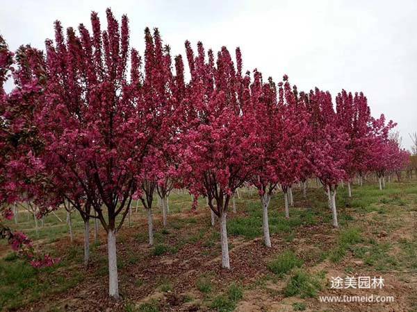 怎樣扦插繁殖北美海棠？養(yǎng)殖方法是什么？