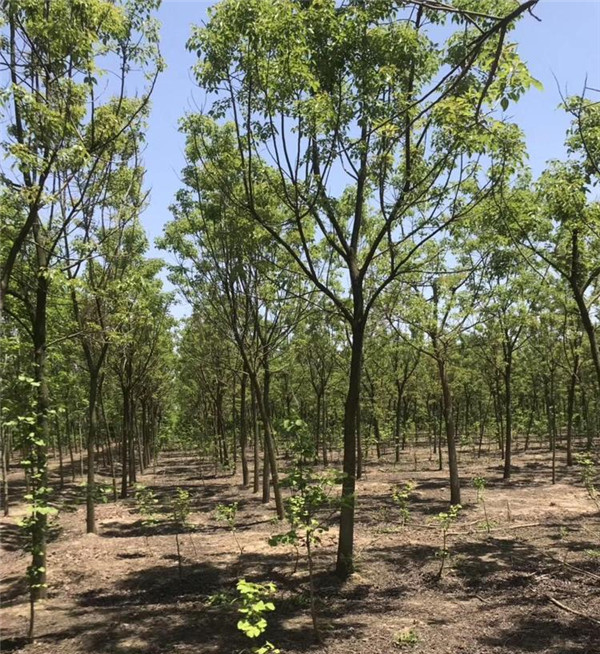 精品綠化苗木基地實拍