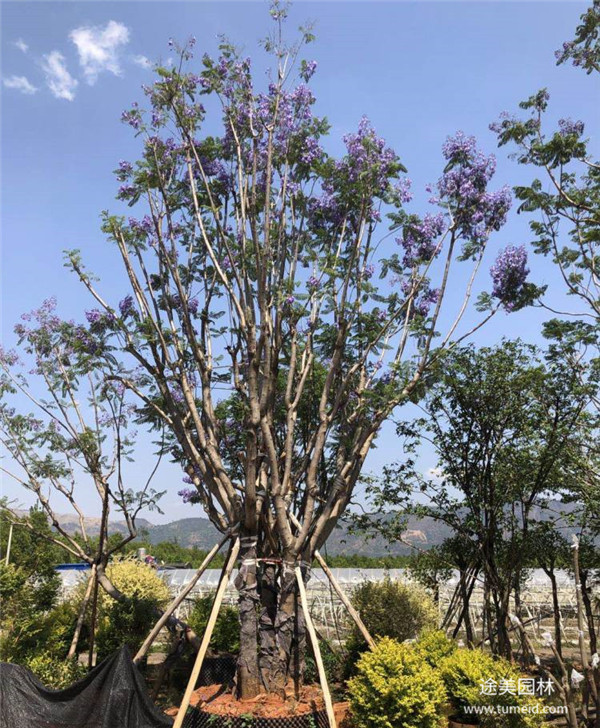 叢生藍(lán)花楹開花圖片