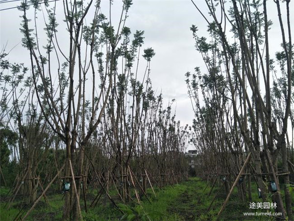 四川哪有種植批發(fā)彩葉樹的基地？