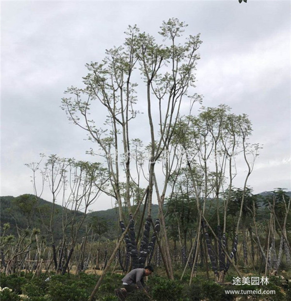 叢生藍(lán)花楹圖片