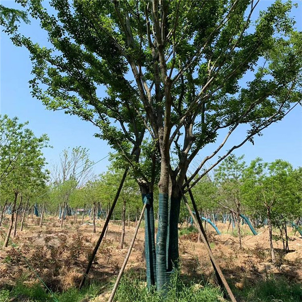 叢生樸樹基地實拍圖