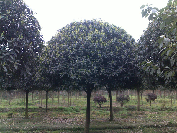 桂花樹(shù)圖片