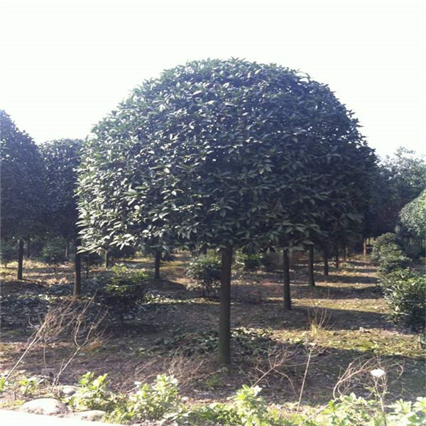 叢生桂花樹(shù)圖片