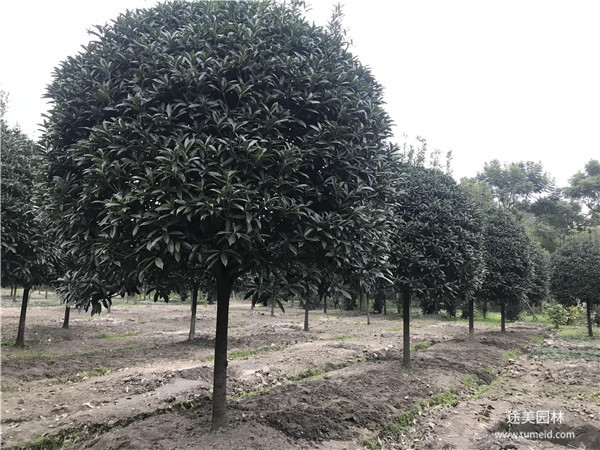 成都桂花樹基地實拍