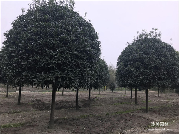 較有名的桂花樹基地，你一定不知道！