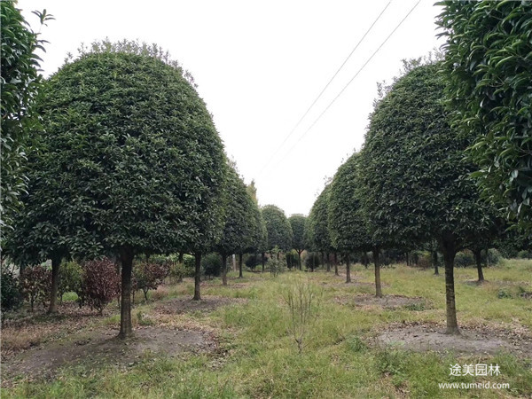 大型桂花樹基地實拍圖