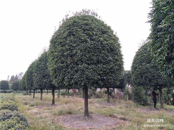 貴州桂花樹(shù)基地圖片