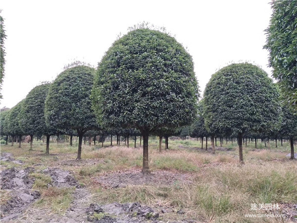 5公分桂花樹圖片