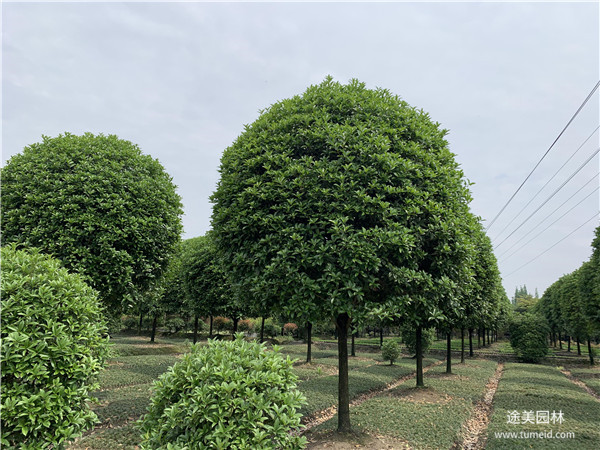 桂花樹(shù)圖片