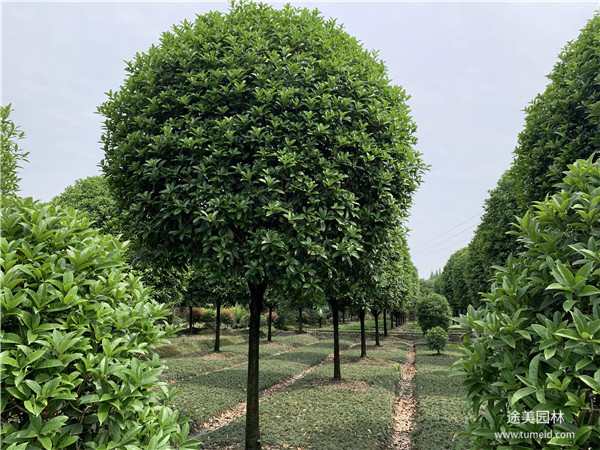 大型桂花樹基地實拍圖