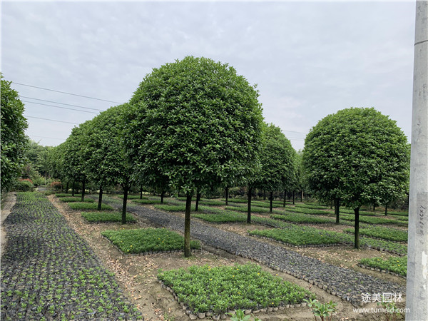 成都桂花樹(shù)圖片