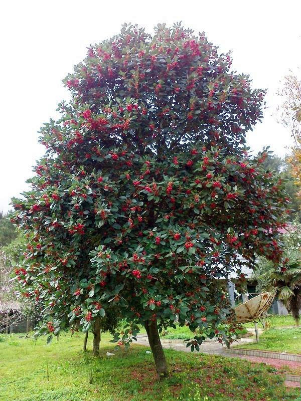 紅花荷基地實拍圖片