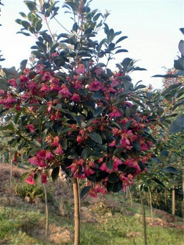 紅花荷基地實(shí)拍圖片