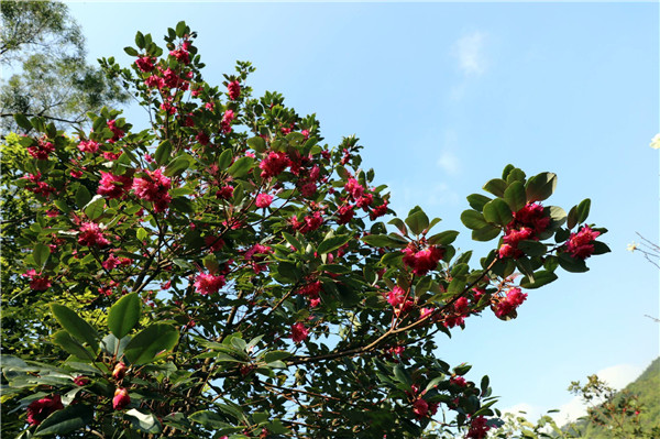 奧體中心對(duì)各類綠化苗木蹲點(diǎn)“號(hào)苗”