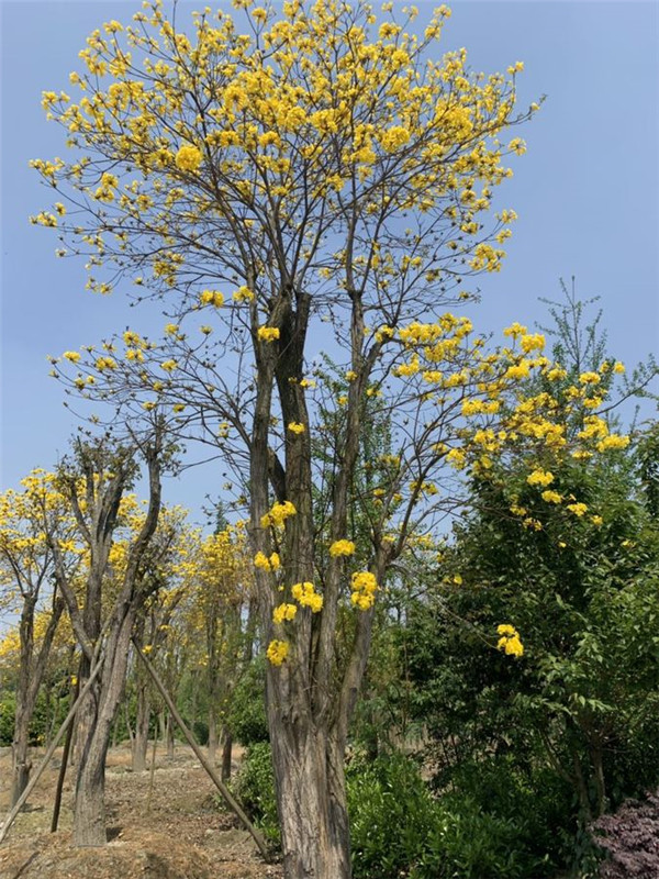 黃花風(fēng)鈴木基地實(shí)拍圖片