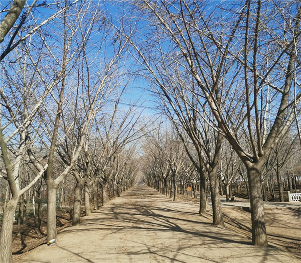 嫁接銀杏樹基地實(shí)拍圖片