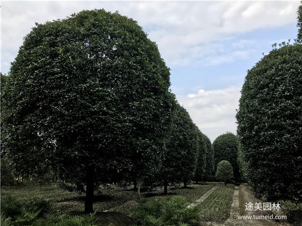 金桂基地實拍金桂圖片