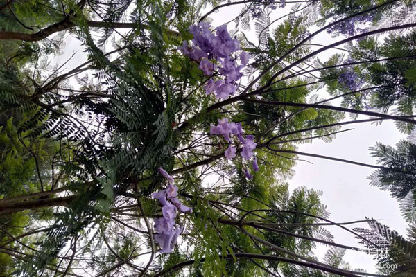 苗木花卉“創(chuàng)森杯”插花比賽舉行，數(shù)千品種爭(zhēng)奇斗艷