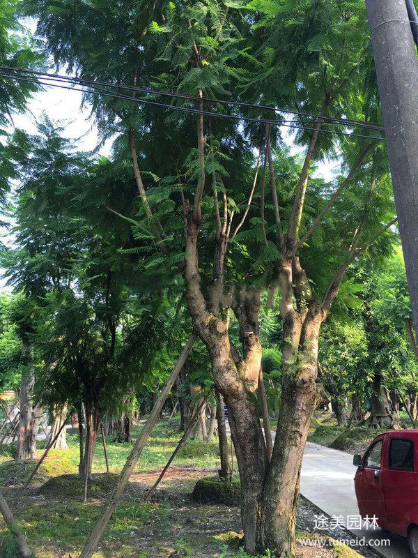 重慶藍花楹基地