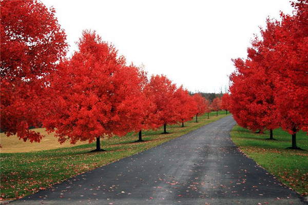 紅楓樹苗適合什么時候移栽？