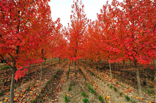 紅楓樹(shù)批發(fā)價(jià)格 成都最貴的紅楓樹(shù)是什么品種？