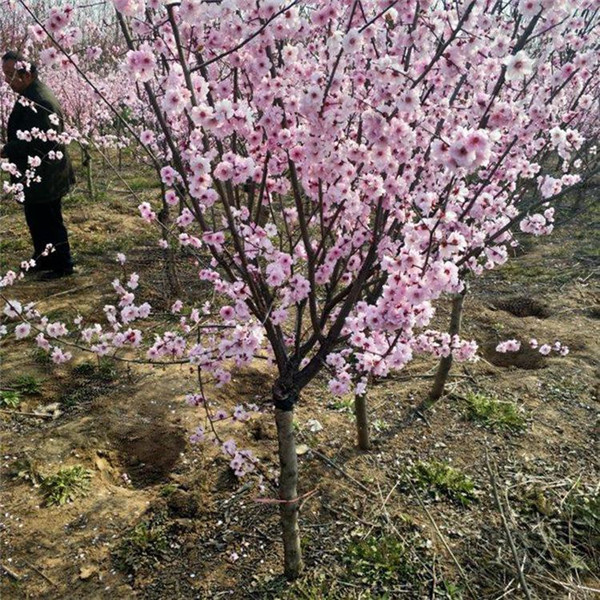 成都美人梅基地實(shí)拍圖