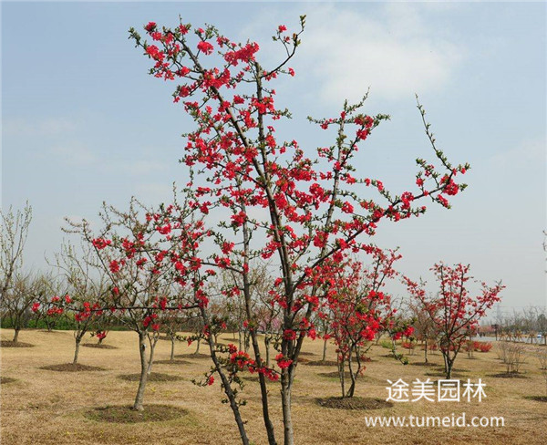 喬木，灌木、藤本、草本植物的區(qū)別