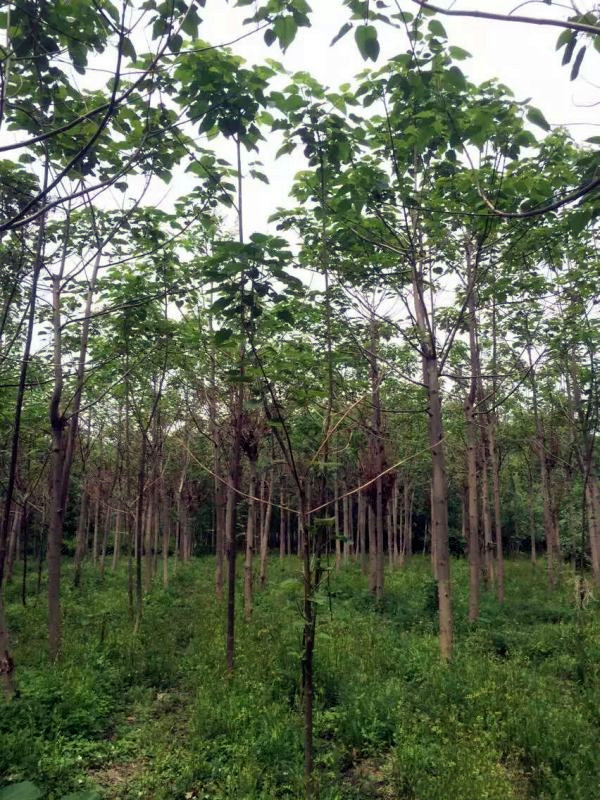 泡桐樹(shù)圖片