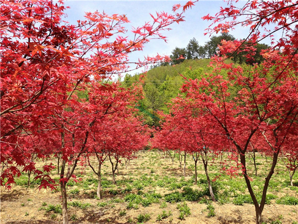 日本紅楓基地實拍圖