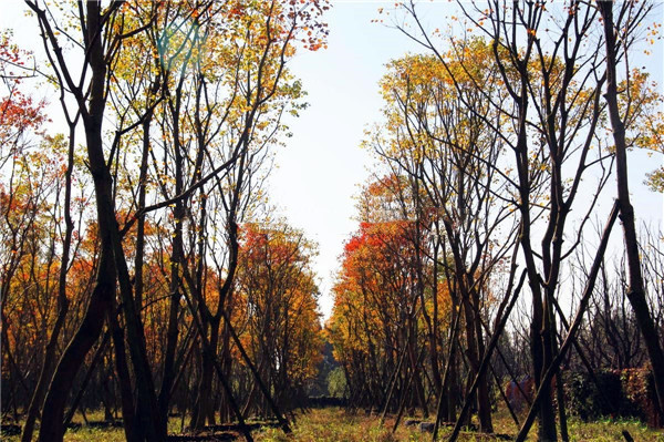 烏桕基地實拍圖