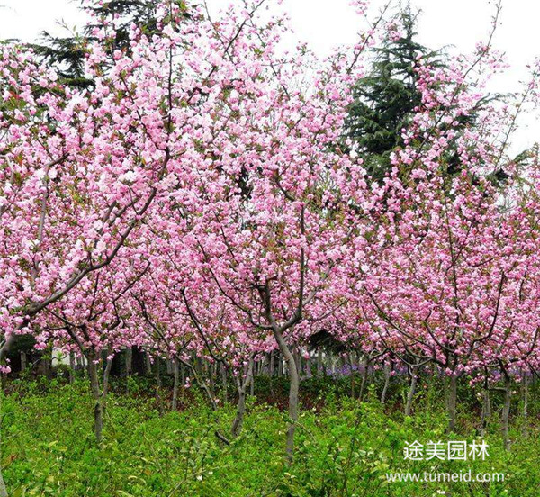 西府海棠基地實拍圖片